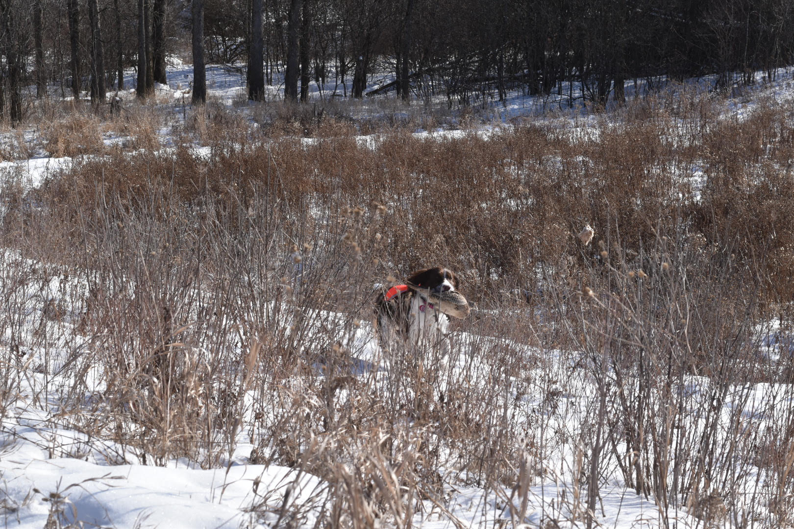 pheasant hunts